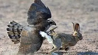 Savana birds attack rabbit// Eagle dangerous attack rabbit in the African jungal