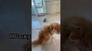 African Grey Parrot Learns New Sounds Fast