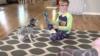 Mini Schnaussie Playing Fetch! (Schnauzer Aussie)