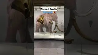 Mammoth Fossil in Brussels🇧🇪 #shorts #short #youtubeshorts #ytshorts