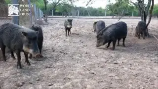 John Burton on the Chacoan Peccary