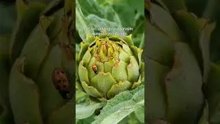 Pests - Aphids & Whitefly - Kings Seeds