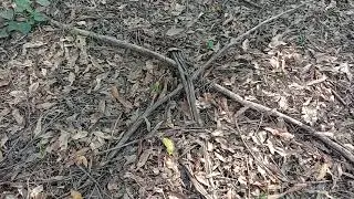 * CHAT WITH BIG RED * Yowie Search Springbrook || Pages Pinnacle Springbrook