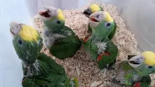 Tamed Amazon babies