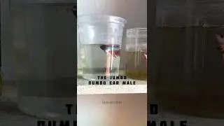 The Jumbo🧡 Dumbo Ear Half moon betta #asmr #bettafish #asmrsounds #asmrvideo #dumboear #bettafood