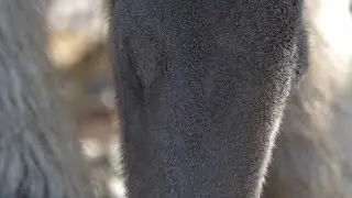 Close-up of a Giant anteater eating ants