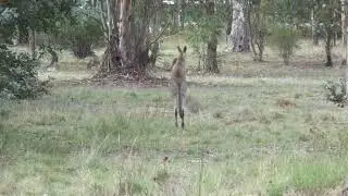 Nature In Canberra - Kangaroos @ Kambah 2026.