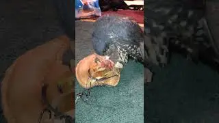 Training a falcon with a lure #falconry