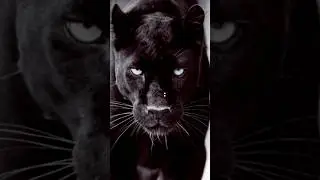 lion vs lion status❣️💫 #muzzi #muzzammil #mstrmuzziking #stunts #foryou #ytshorts #viralvideos #lion