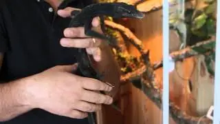 Распаковка Varanus Becarii (черный древесный варан)
