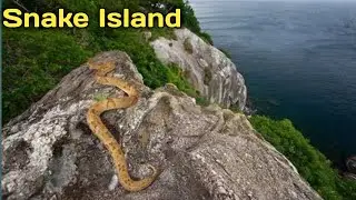 Snake Island Brazil &ndash; The Deadliest Place on Earth | Ilha da Queimada Grande Explained