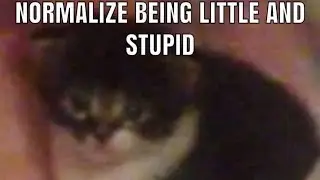 NORMALIZE BEING LITTLE AND STUPID