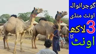 Camel mandi 2023 | Cholistani heavy camel low rate 😱 | gujranwala bakra mandi