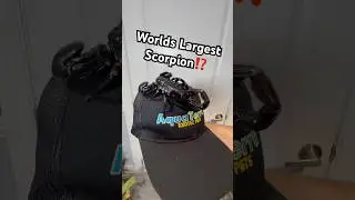 World&rsquo;s Largest Scorpion⁉️