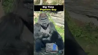 POV: You Get The Large Bucket At The Movies 🍿🦍