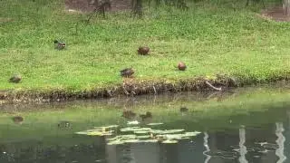 Male Mallard Duck with Green Head Forages in Grass by 3 Females at Lake! Oviedo, Florida 