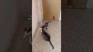 3er tiempo entre el pitufo y el negrito