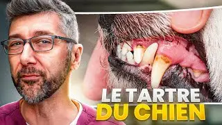 Le Tartre chez le chien : Causes, Conséquences et Conseils Vétérinaires