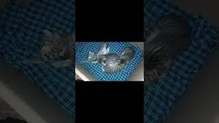 Cat video 22 - Good morning buddies