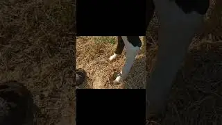 Animal rescue by animal ngo team - 741 | Animal ngo | cow