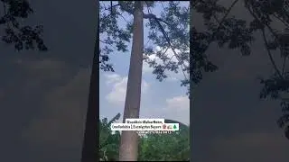 #meliadubia #malbarneem #wood #buyers #farming #agroforestry #agrobusiness #treefarming