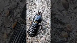 😮 What a huge beetle with Pinchers #beetle #bugs #insects #buglife #naturegirl #nature #godscreation