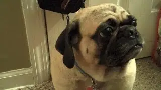 How to Clean and Care for Your Puggle's Eyes
