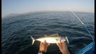 Pêche de la bonite au Pays Basque