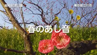 春のあし音　2026年 4K 　昭和記念公園　東京都立川市