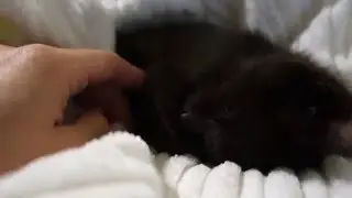 Kuma is sleepy