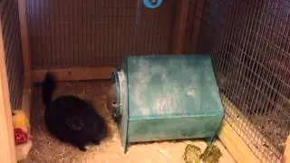 Chinchilla Kits Bath-time