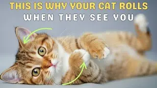Why Does My Cat Roll Over When They See Me?