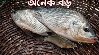 অনেক বড় মাছ 🐠🐠 #ai #fish #fitness #funny 
