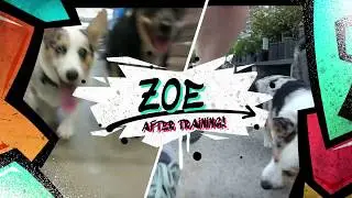 Zoe - 5 month old Corgi - Before/After Board and Train program