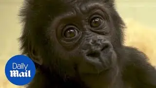 Adorable moment baby gorilla connects with new surrogate mom