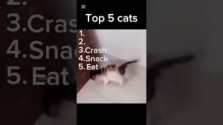 Top 5 cats #content #funny #usa #memes #ai #fypyoutube #fyp #foryou #foryoupageshorts #foryoupage