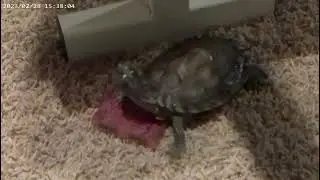 Peanut the turtle goes exploring:)