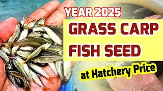 Grass Crap Fish Seeds 2025 - ग्रास कार्प मछली सिड delivery going on from Bangla Krishi Khamar