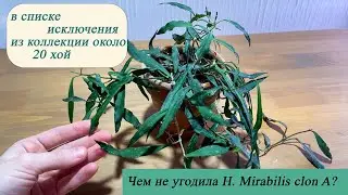 Чем не угадила H.Mirabilis clon A? В с списке исключения из коллекции более 20 хой.