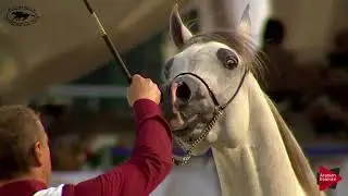 N.41 GALLIUS - Polish Nationals 2018 - 2 Years Old Colts (Class 5)