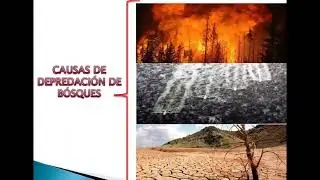 EXPLOTACI&Oacute;N FORESTAL