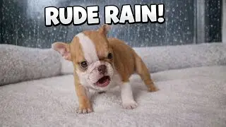 Tiny Puppy Throws a Fit When Rain Ruins Her Walk 😂🐶🌧️