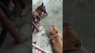 american bully(happy wants to play,demon ignore