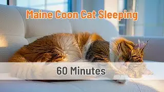 Maine Coon cat  sleeping with snoring sound for 1 hour