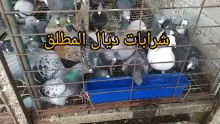 كفاش خاصك تولف حمام على شرابات ديال البوانيا شي كومونطير على نصائح التعامل مع الحمام الزاجل 