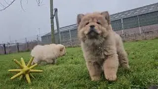 Chow-chow pupsenzo.be geboren in Belgie chip 6401,6868 en 7024 🥰