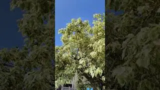 #variegatedplants #pipaltree #whitepipal #uniqueplants #garden #landscape