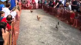 World championship hen racing 2012
