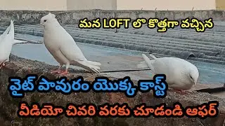 MMM LOFT యొక్క పూర్తి అప్డేట్ #pigeon #youtubeshorts #kabootar #india #pets