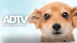 American Dream TV Humane Society of Utah